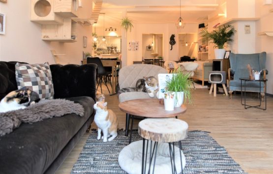 Kattencafé Op Z’n Kop